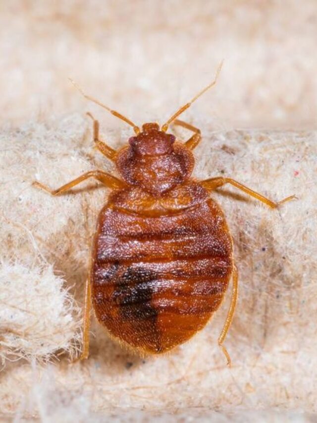 France Races To Stamp Out Bed Bug Before Olympics