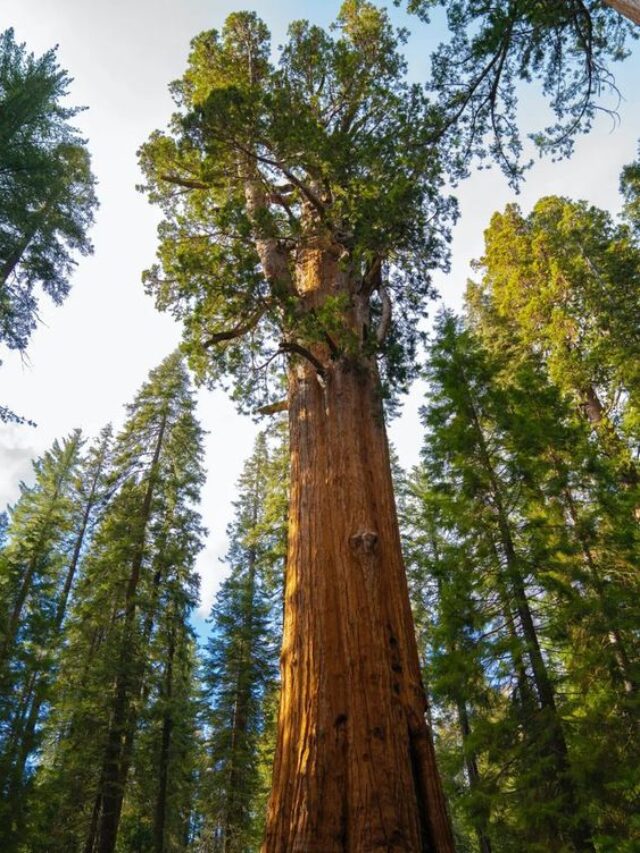 7 Oldest Trees in the World