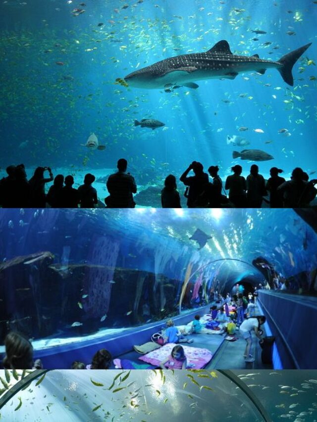The 10 Most Impressive Aquariums in USA